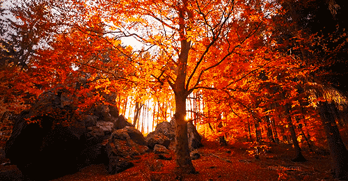 _Paisajes_'s tweet photo. Luz de otoño https://t.co/525bZO38vG