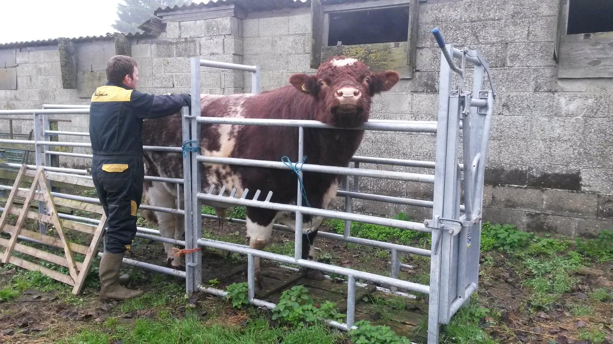 oakespedigrees's tweet photo. Breath in force #beefshorthorns #shearwelldata replacement tags, tight squeeze https://t.co/6uY4TlK3dm