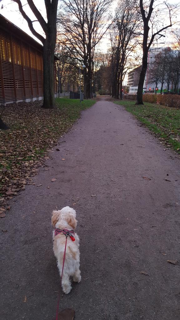 TheGuyWithDogs's tweet photo. What mysteries will we find on this path... #walk after #work. #DOGS #pets #autumn  #treesbutnoleaves #sunset https://t.co/Twt1g6dJ5g