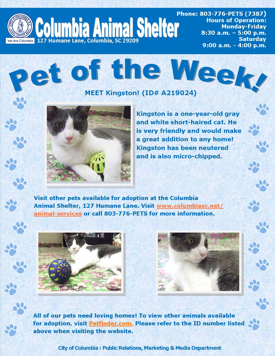 CityofColumbia's tweet photo. Meet our #POTW Kingston! (ID# A219024) Adopt him today at the Columbia Animal Shelter! #SCpets https://t.co/3KeVCbLqy1