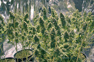 WeedBustersInfo's tweet photo. Grow Lights For Marijuana, Part 2: Yield vs. Quality #budquality #growlights #hid #led… https://t.co/7VYMnHEgxC https://t.co/CiJ7SBaO01