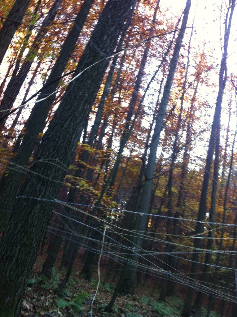 rinchenQ's tweet photo. #bbynew Kunst im Wald https://t.co/2ECsSNdQXb