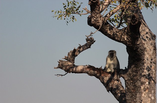 Stressful foraging strategies: raiding vervets have higher cortisol levels. bit.ly/1Nlm425 <a href="/InesFuertbauer/">Ines Fürtbauer</a>