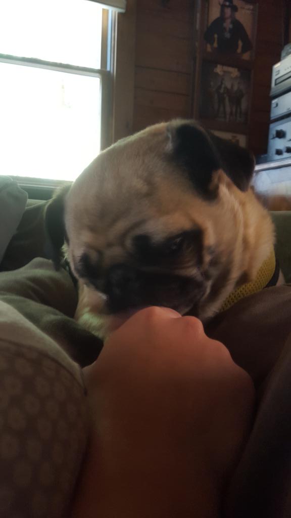 CookNBeans's tweet photo. When mom holds my paw https://t.co/RNHX3kCMge