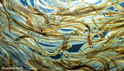 MBARI_News's tweet photo. This epic eel migration has never been mapped -- until now. https://t.co/MpmE7kKtud via @natgeo https://t.co/2rlCFRFWWB via @OurOcean