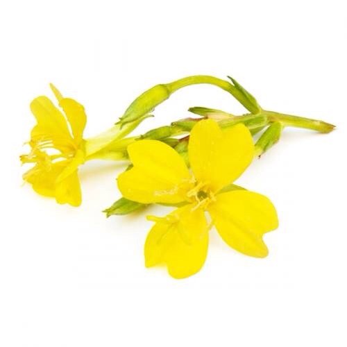 DrGobacSA's tweet photo. EVENING PRIMROSE OIL: an anti-oxidant that is anti-inflammatory and moisturizing, contained in REGENERATING SERUM. https://t.co/EcUuN3LWqL