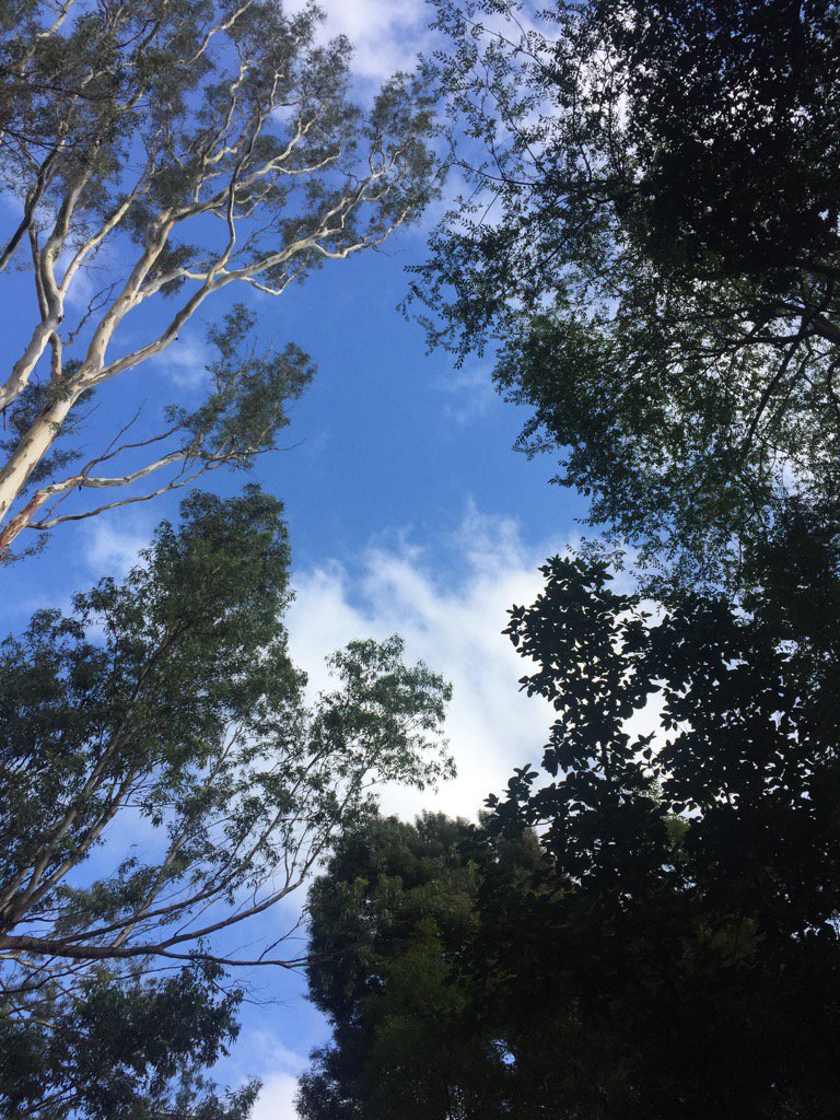 StephanieAllain's tweet photo. Look up!! Helps counter balance all that texting. #BackOfTheNeck❤️ https://t.co/anNxslFOc7