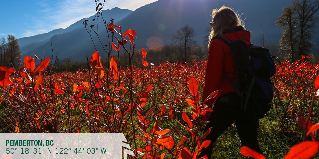 woodscanada's tweet photo. Pretty fall colours amongst a mountain backdrop in Pemberton. Photo by @SchellCedric. @HelloBC #WoodsExplorer https://t.co/54G7LG92K2