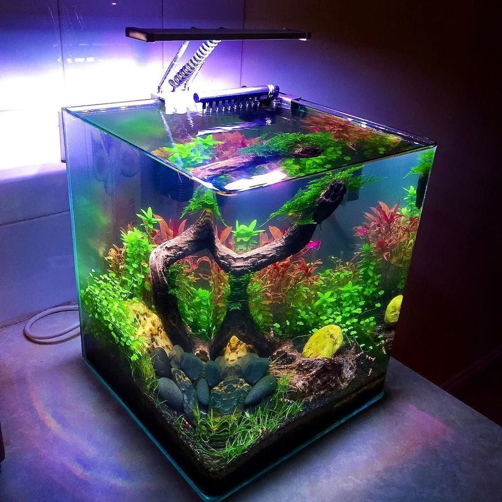 Akvaristan's tweet photo. #akvaristan #aquarium #akvaryum #aquarien #plantedtank #iwagumi #nature #aquascaping #aquarium #aquascape #planteda… https://t.co/nKDOqsJIPq