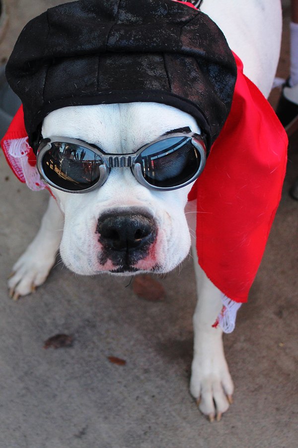 DowntownDevil's tweet image. Toby was dressed as the Red Baron Snoopy at .@ShortLeashDogs' party. See all the dogs here: bit.ly/20nUxCg