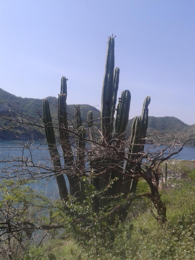 Shaky_Eco_Cuc's tweet photo. Reserva vegetal de #TagangaLimpia https://t.co/XPnEoD2ZwO