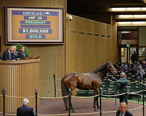 BH_AEberhardt's tweet photo. Hip 28 #ColonialFlag i/f to #Tapit brings $1.6 Million @keenelandsales from @LanesEndFarms https://t.co/MwqWeMI620