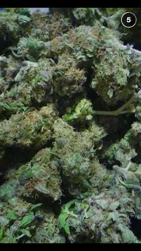 TiaMarieTrees's tweet photo. #GreenThumb got the girls looking real pretty 🔥❤️🌿 #California #cannabiscommunity #420circleofstoners #passthetree https://t.co/oNU1ZRAYJb