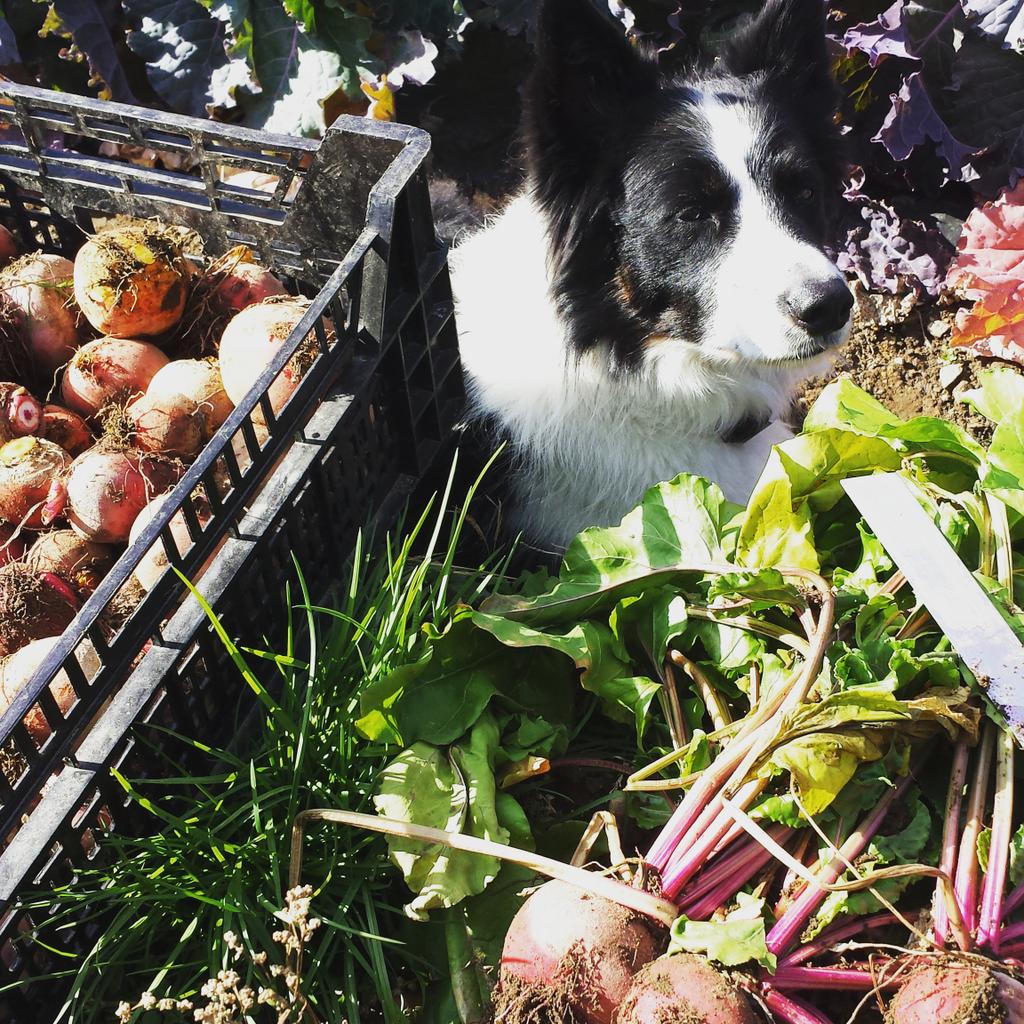 StillLifeFarm's tweet photo. Picking beets to put away in storage for the winter! #wintercsa 
@stilllifefarm @stillmansfarm https://t.co/ybtTmRAvFX