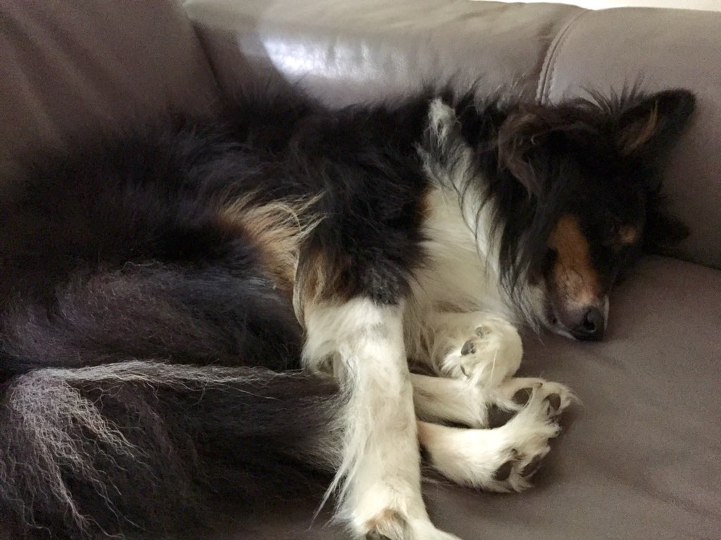 Jamie_Mason's tweet photo. Lunch break. #dogsofrealestate #rescuedogs #sheltie https://t.co/QD9NWlmuAx