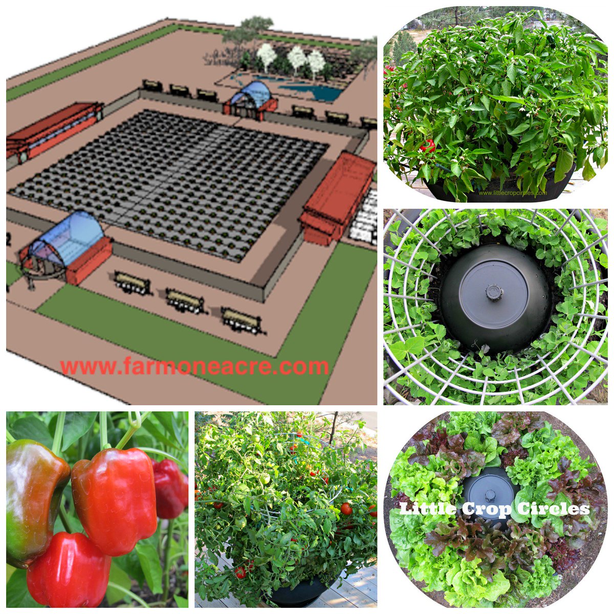CropCircleFarms's tweet photo. Instead of building condos, build some bones with healthy vegetables. #urbanfarming #emptylots #community https://t.co/VWjHIhaLFO