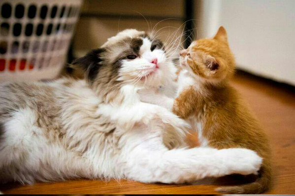 sharecute_com's tweet photo. love you mom #kitty https://t.co/nV8uBvVJuM