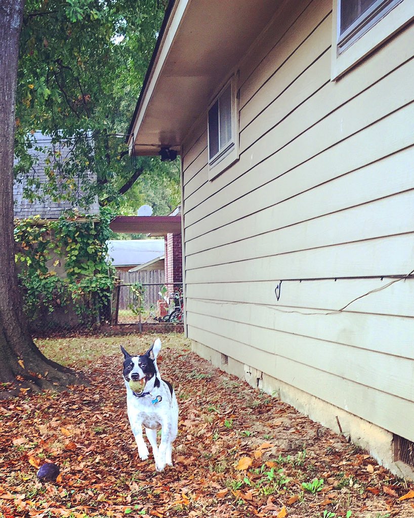 AllHall901's tweet photo. Our little man has a back yard and a stay at home mom!! #freedom #nomorecrate #zbone @Granttis https://t.co/XkbDRSu7Tn