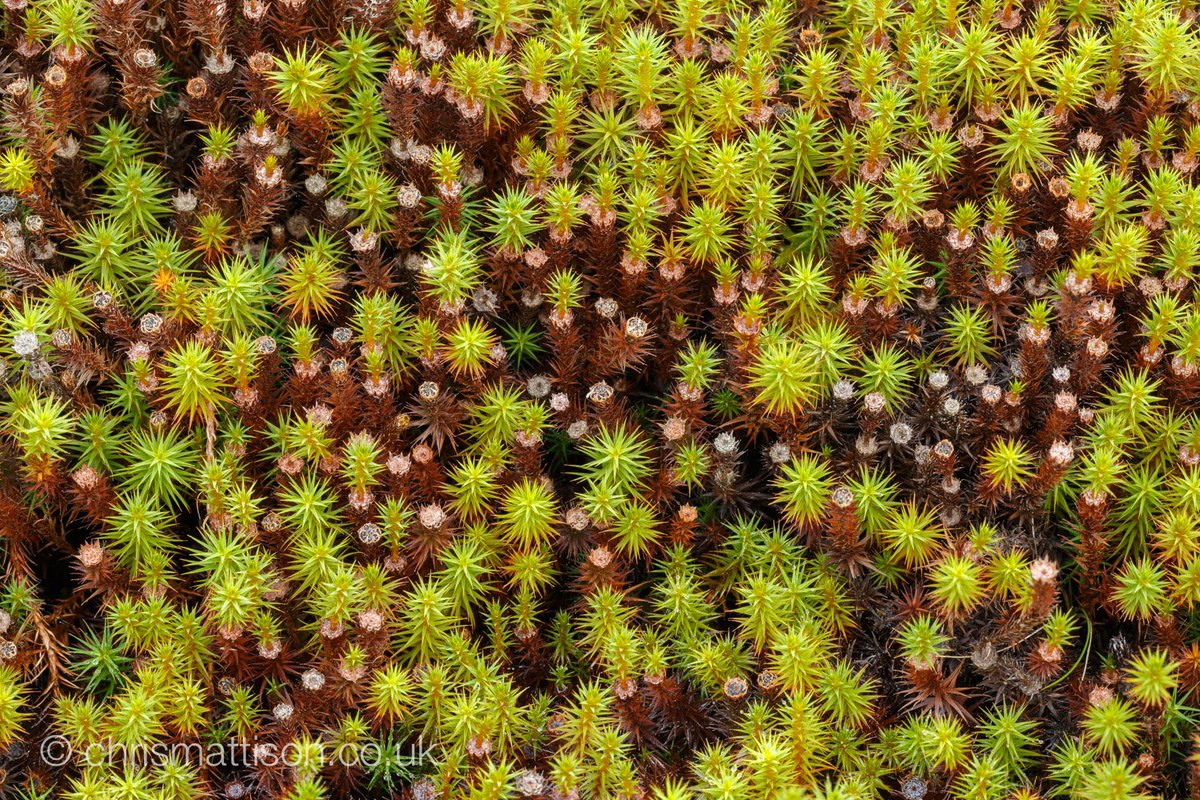 C_mattisonphoto's tweet photo. #Juniper #Haircap, #Polytrichum #juniperinum I presume. Good macro subject for a foggy day in the #Peak #District. https://t.co/s3jUkWyOvM