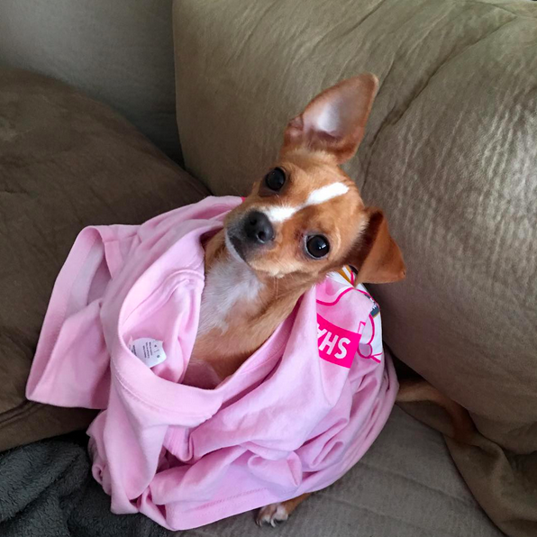 PdqChicken's tweet photo. More than 13,000 @illsurge shirts were sold to support @NBCF! Thanks to all for helping us #ShakeOutCancer! https://t.co/IIfO2cQV57