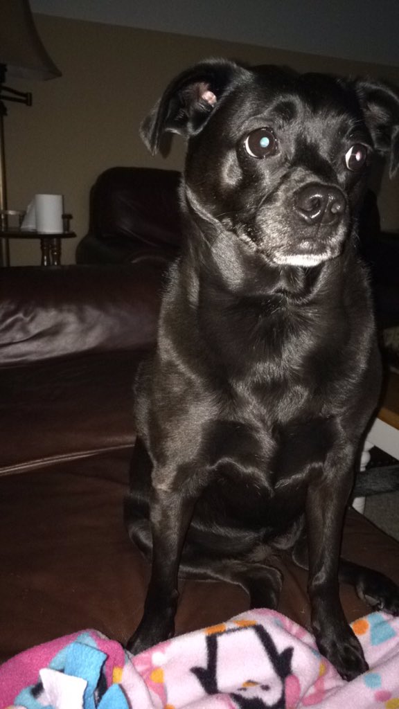 rachelhilll12's tweet photo. that relatable moment when the only thing you ever put on your sc story is your dog #miaforthewin https://t.co/pUY4DXUdsC