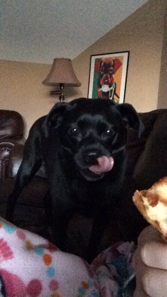 rachelhilll12's tweet photo. that relatable moment when the only thing you ever put on your sc story is your dog #miaforthewin https://t.co/pUY4DXUdsC