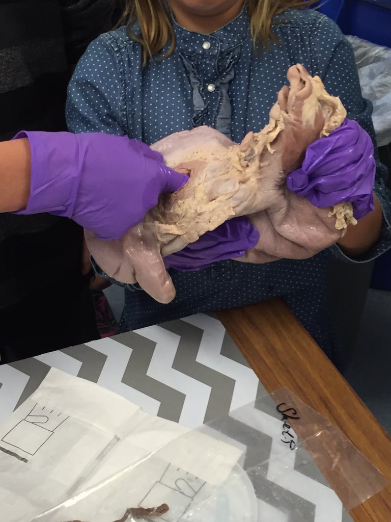 BanyanFifth's tweet photo. Check out this sheep's stomach in @mrsebybanyan 's class. Making the digestive system hands-on! https://t.co/vDcrdDq9qT