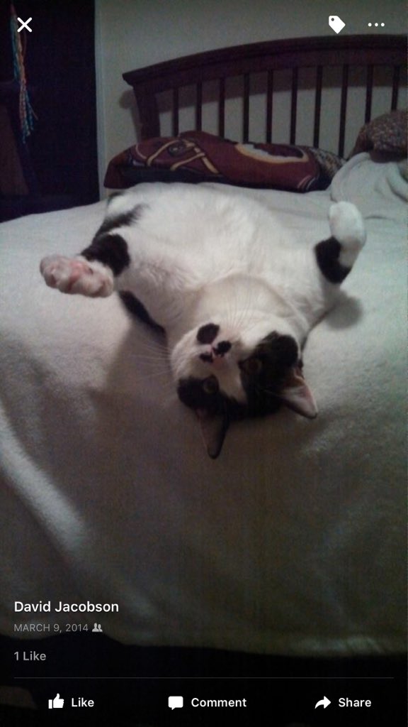 logrotto's tweet photo. @spacemanriff and fat cat. Am I winning? https://t.co/K0W7Yw6IVu
