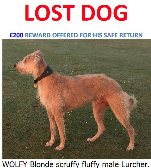 spicerlife's tweet photo. #Wolfy #Lurcher #lostdog #london He could by anywhere now. Someone's seen him. Help me find him London. https://t.co/jQwXH0bsuC