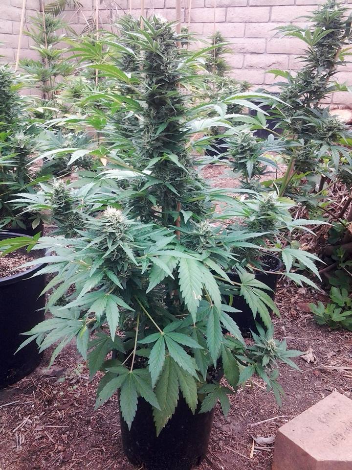 DinafemEn's tweet photo. #Haze2.0 Autoflowering garden in California
https://t.co/b1d8OJazCo https://t.co/QJmlILfkuR