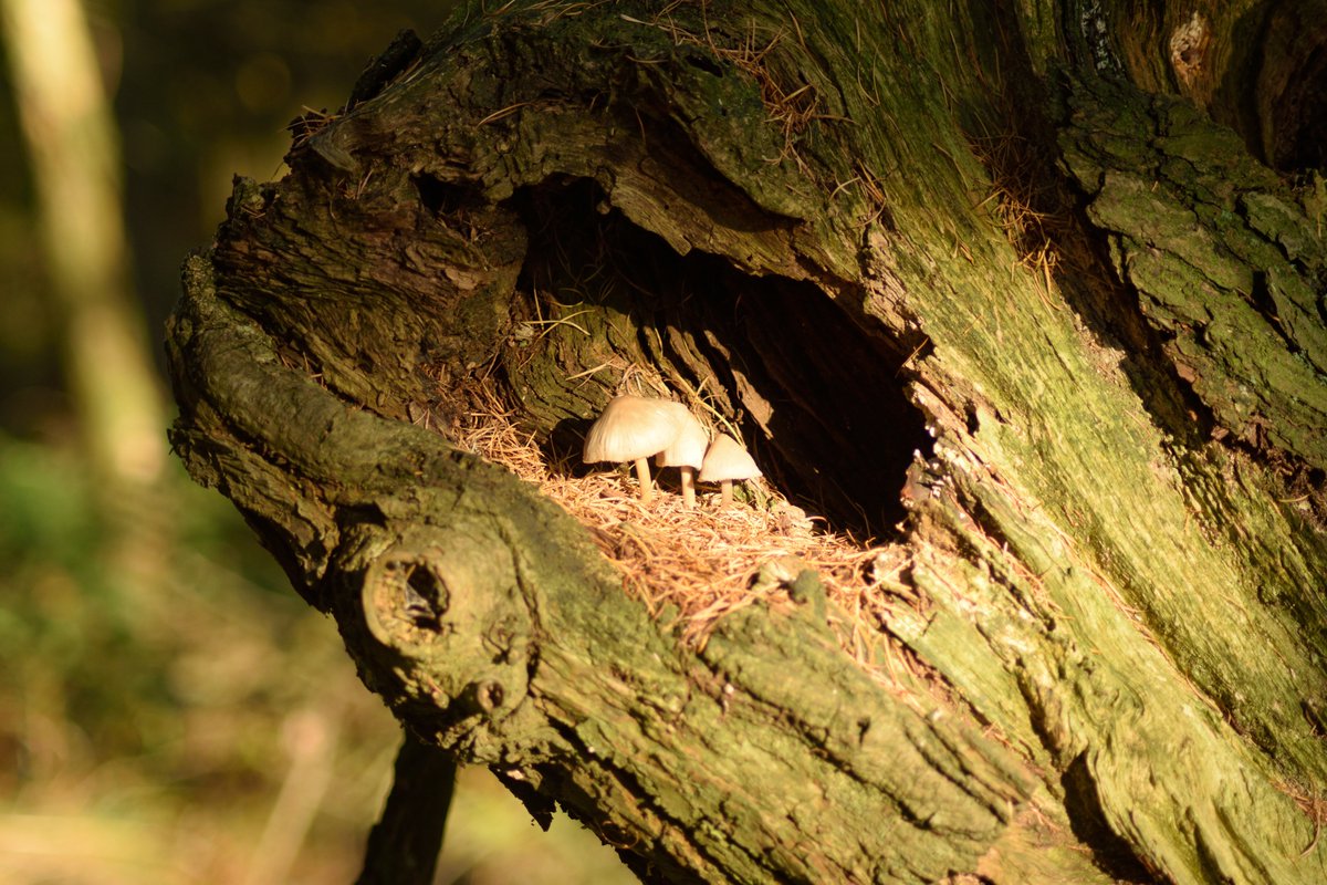Jamie_Leah_'s tweet photo. @BBCSpringwatch https://t.co/4GzAPtkDrK