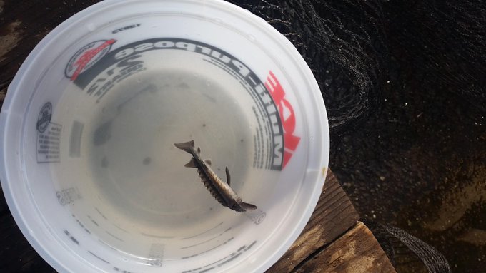 Trying to save this little guy https://t.co/WTRlSQKXK6<a href="/tag/stjudeplaylive"class="tags"><span>#stjudeplaylive</span></a>