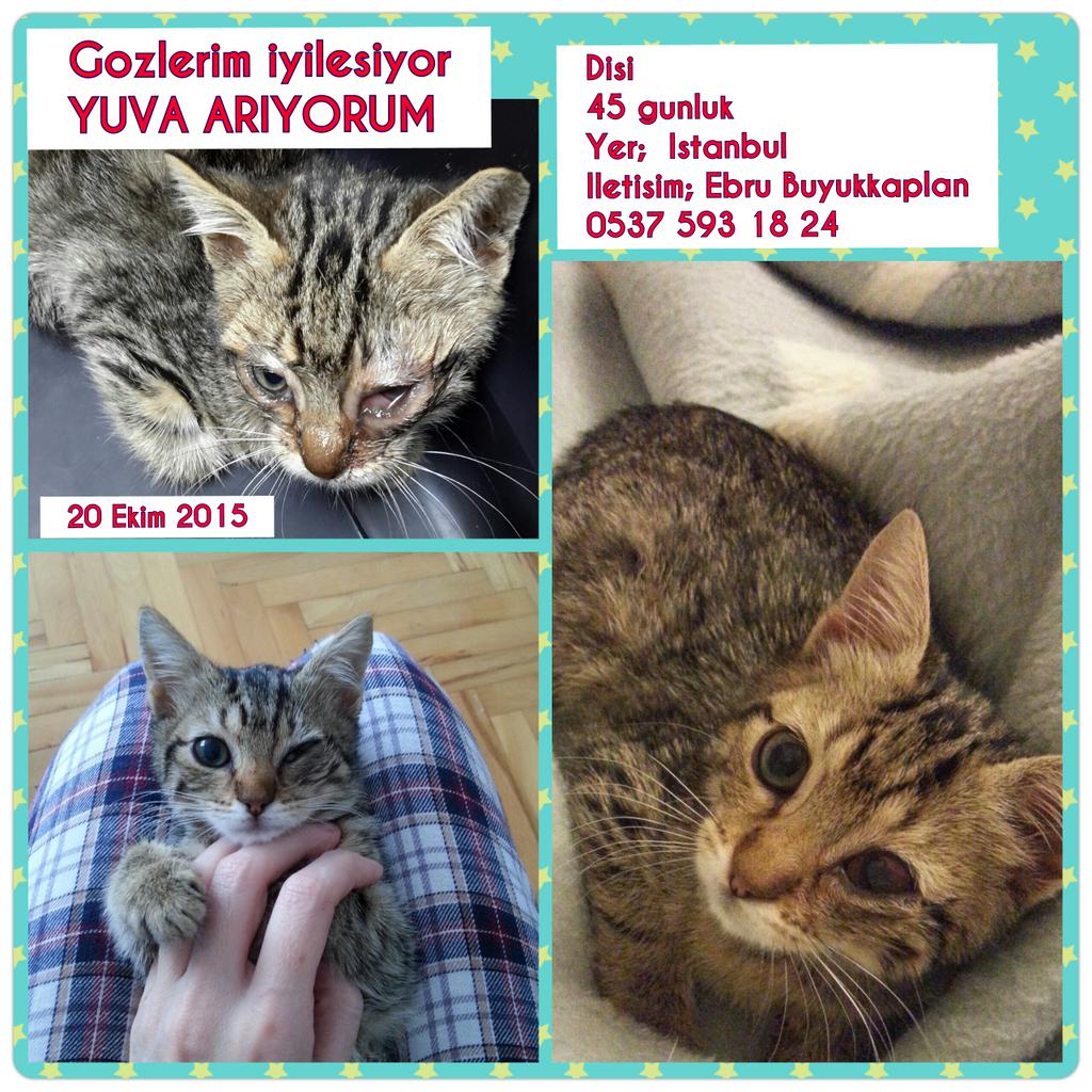 ACIL YUVA ARIYORUZ 🙏 Masraflari @sirin_boutique'den odenmektedir. <a href="/Sevgimerhamet/">SEVGİ & MERHAMET</a> @dundaragirseven <a href="/hayhaksaygi/">HayvanHaklarınaSaygı</a>