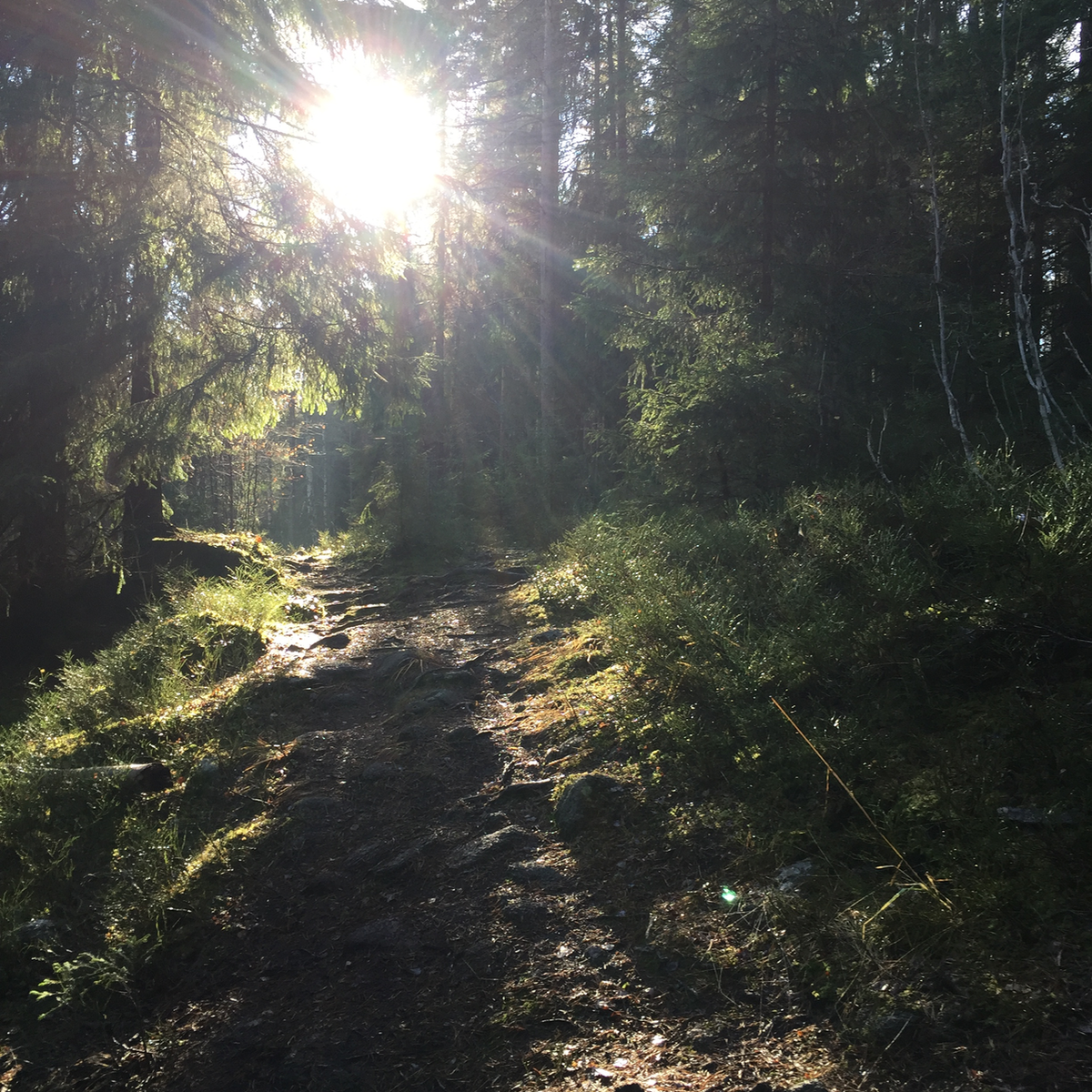 creativee24's tweet photo. Nytt innlegg publisert på bloggen min idag. Kos dere! :) https://t.co/nzPtuS0EBz #sunnlivsstil #skogstur #maridalen https://t.co/fC7ZoP34qn