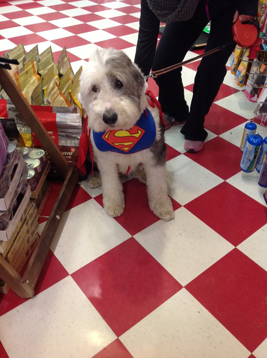GlobalNiagara's tweet photo. Lisa brought in Superman (Hudson) for a treat! #Dogs #Cute #GlobalNiagara #Halloween https://t.co/rNy42YMuua