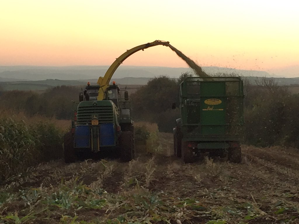 seedspecialist's tweet photo. Harvest sunset #Maize15 near #Bude #Cornwall https://t.co/T1znu2R6Uf