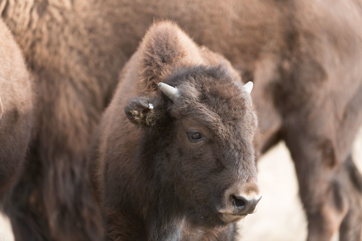 JohnGGalt's tweet photo. BREAKING PHOTOS: American bison return to Northern Colorado prairies today for first time in 150 years https://t.co/wHBVYVdp2d