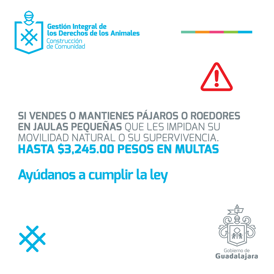 EnriqueAlfaroR's tweet photo. Hagamos conciencia, no compres y no vendas animales en la vía pública. Conoce aquí sus sanciones: https://t.co/i1zkONQ35x