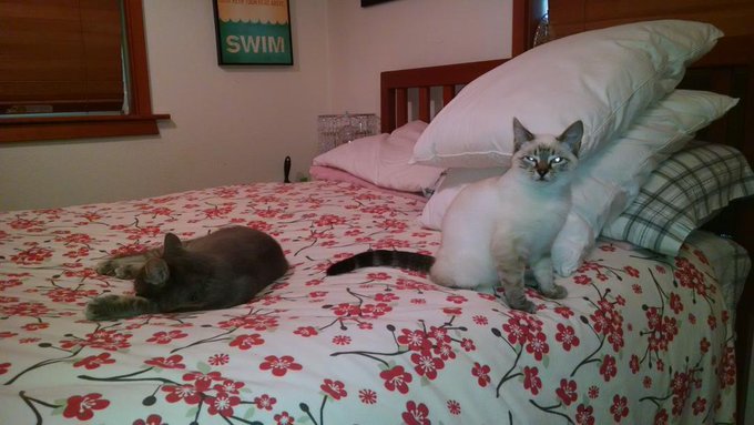 New roommates. Gonna need a bigger bed. https://t.co/pmQspw3D9C<a href="/tag/mytwitteranniversary"class="tags"><span>#mytwitteranniversary</span></a>