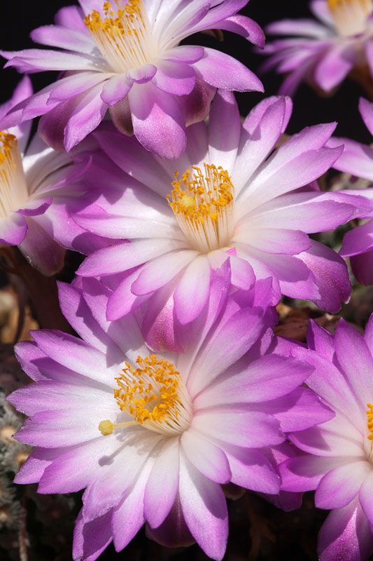 CactusDelMundo's tweet photo. Follow us to see the most beautiful cactus in the world #WorldCup#androidgames#app#libra https://t.co/H5NEEr78iM