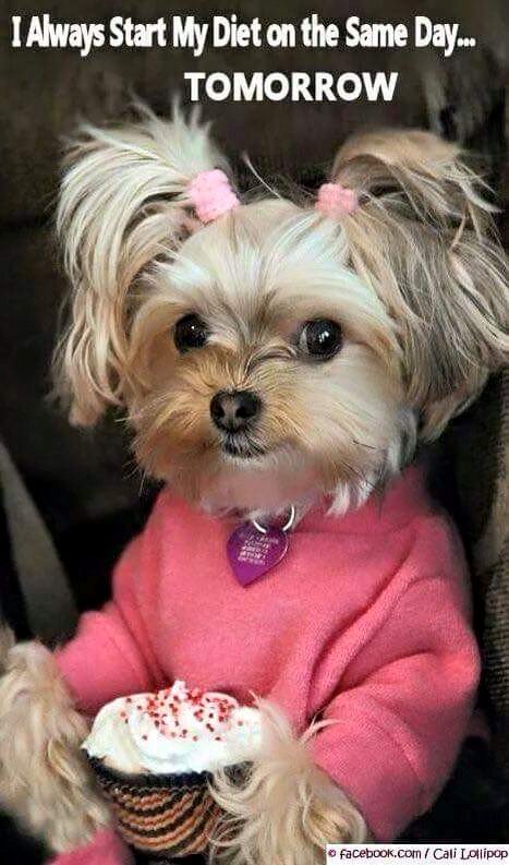 FreezyPups's tweet photo. I always start my diet on the same day....Tomorrow!
#startmydiettomorrow #Iamsoprecious #prettyinpink https://t.co/zpvtubsUr4