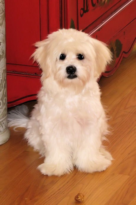 <a href="/DCDogFinders/">DCDogFinders Puppy Tweets Va DC Md</a>  Virginia, Maryland  puppies has a new site in November Rescue Pups, Adoptions  Pup advice &amp; Dog 411