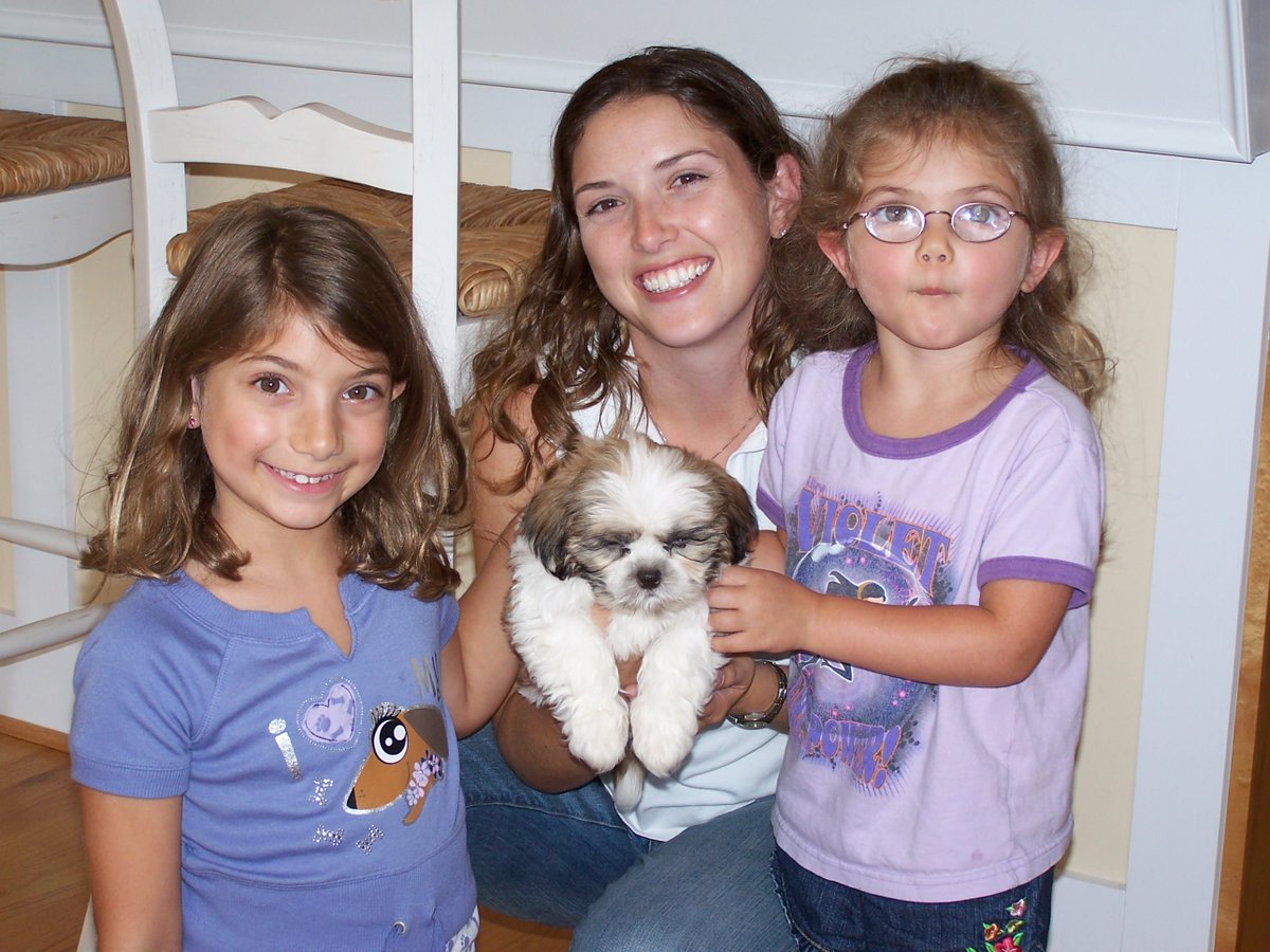 Cavachon Puppy Bichon Poo Puppy ShihChon TeddyBear Puppy #DCDogfinders #DCDF