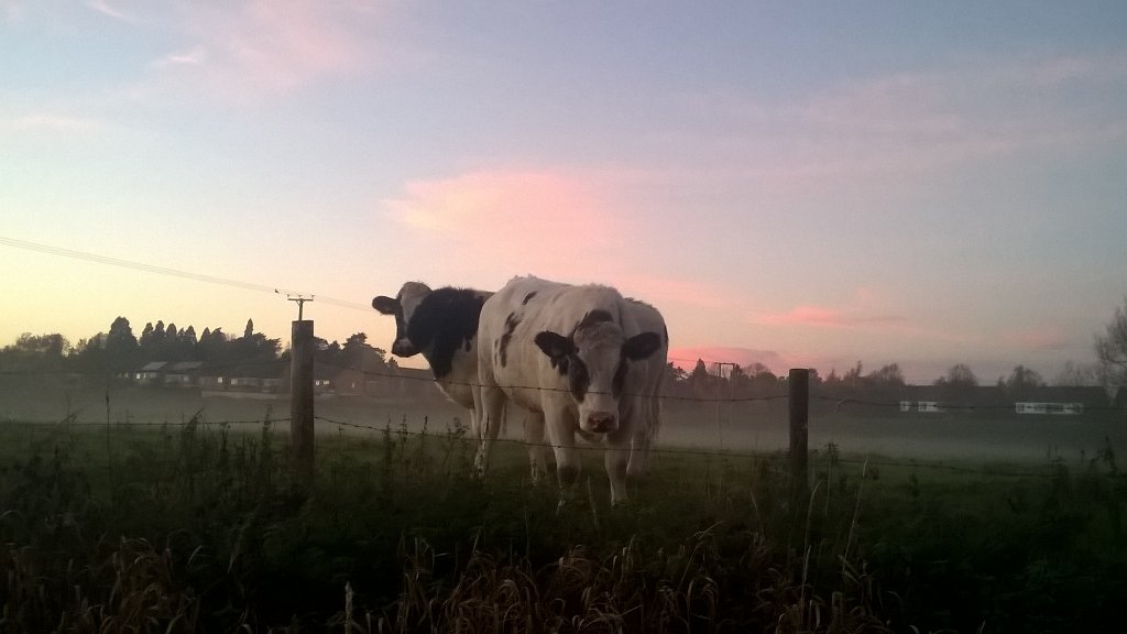 speckywright's tweet photo. @BBCSpringwatch #autumnwatch cant beat autumn, fallow buck during the rut and cows In the mist https://t.co/TRMQPocSh7