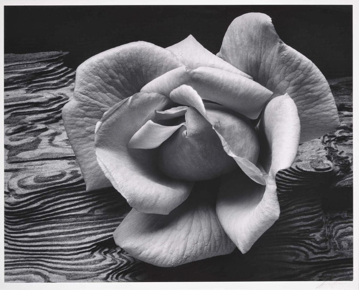 Peepsqueak's tweet photo. Rose and Driftwood, San Francisco, Ca. 1932 © Ansel Adams https://t.co/Rssz7y7uGY | rt @inthemoodfortw
