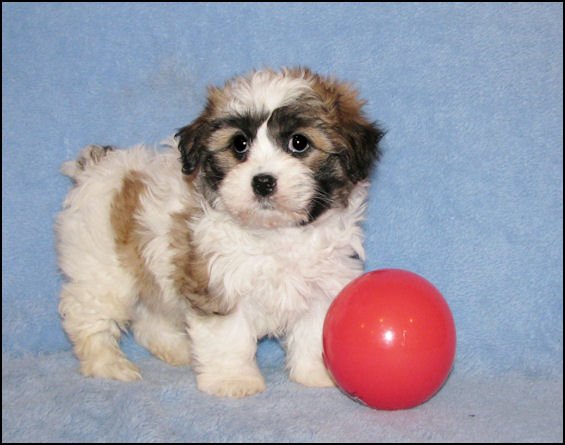 Puppies Cavachon Shih Chon Bichon Poo love #DCDogfinders #RedCups #MusicMonday