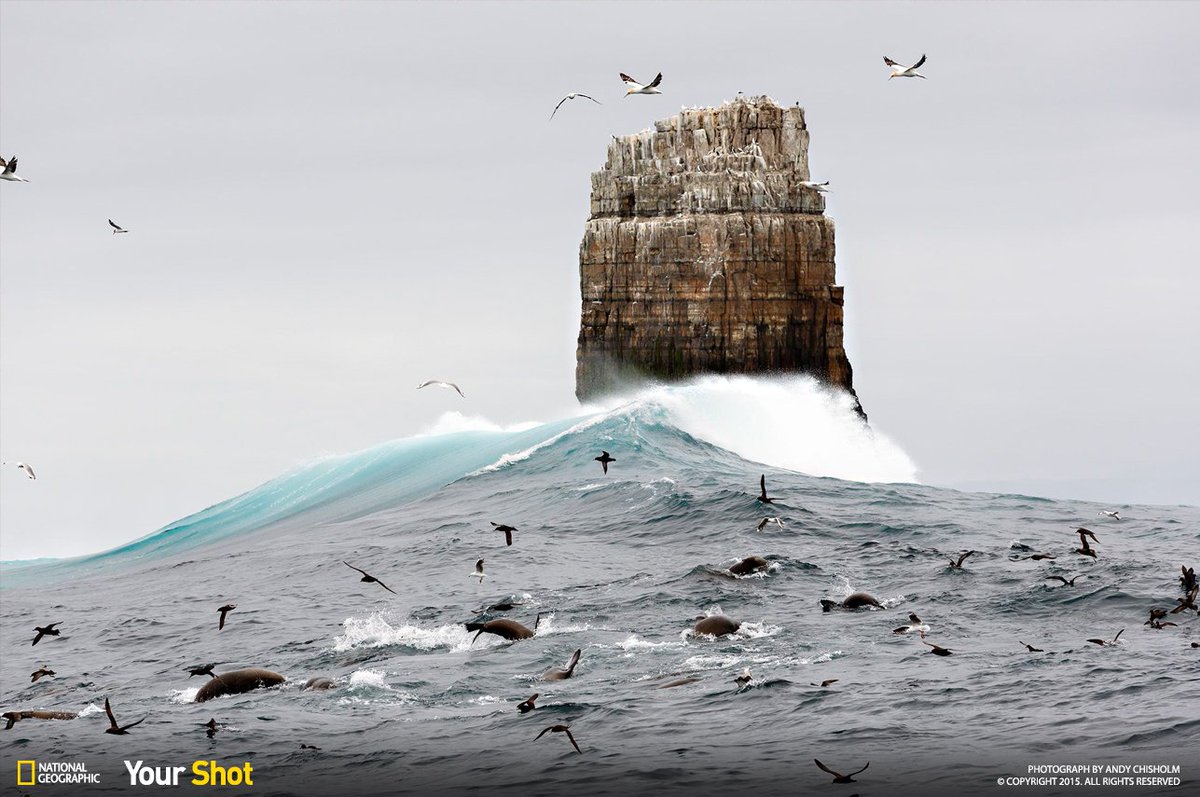Top Shot: Albatross Landing on.natgeo.com/1Ojx6WX #YourShot #TopShot