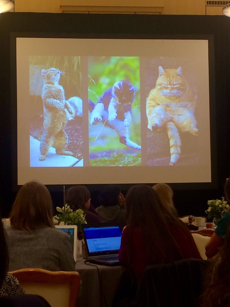 dstraussman's tweet image. Learning data science from cats #WiDSConference