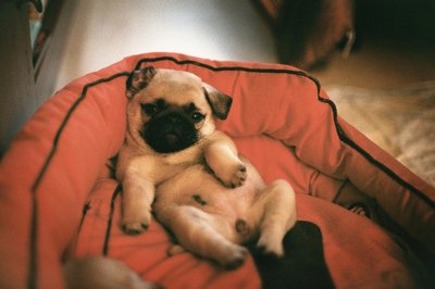 CutePicsOfPugs's tweet photo. https://t.co/pznqvcLBfX