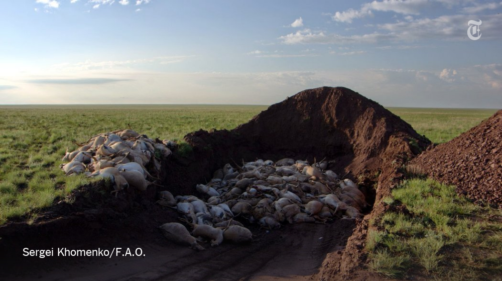 nytimes's tweet photo. The mysterious die-off of saiga antelopes was worse than scientists first thought https://t.co/6dIeOg1aIQ https://t.co/6lGej5Jayv